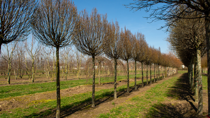 Carpinus betulus 'Monumentalis' hoogstam