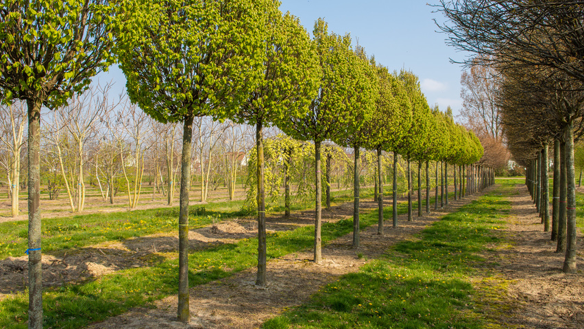 Carpinus betulus 'Monumentalis' hoogstam