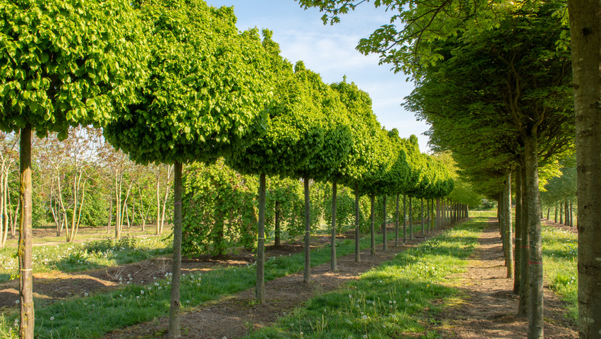 Carpinus betulus 'Monumentalis' hoogstam