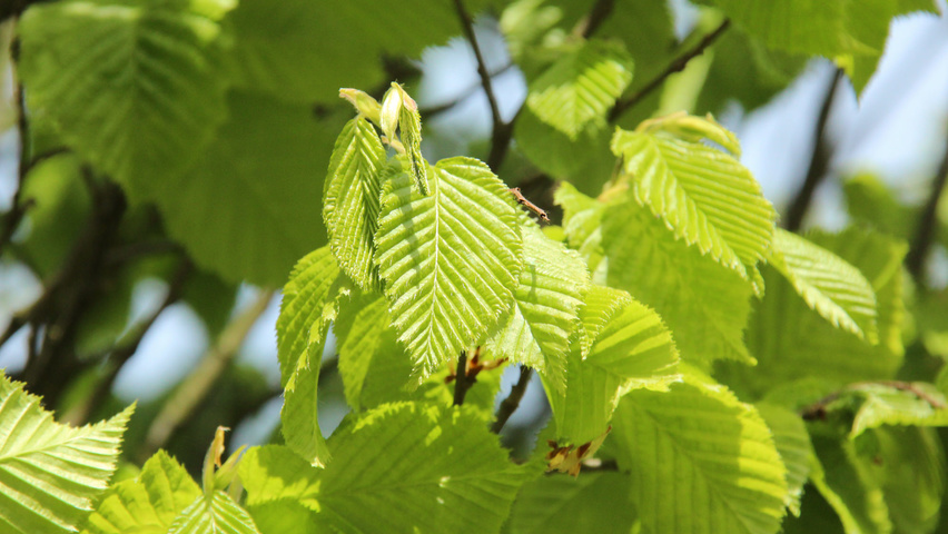 Carpinus betulus 'Monumentalis' blad