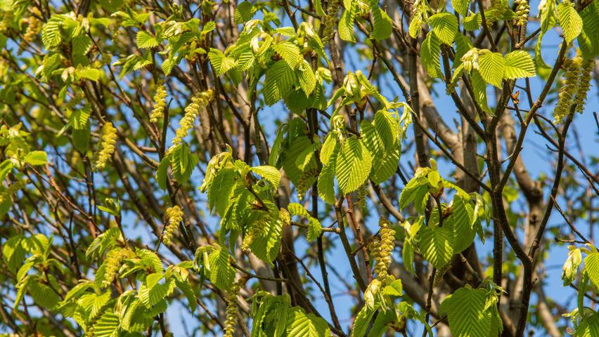 Carpinus betulus 'Monumentalis' blad