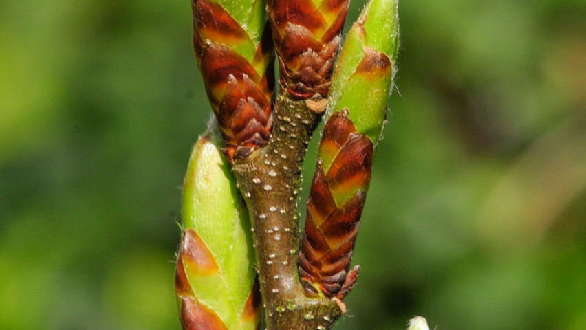 Carpinus betulus 'Monumentalis' twijgen