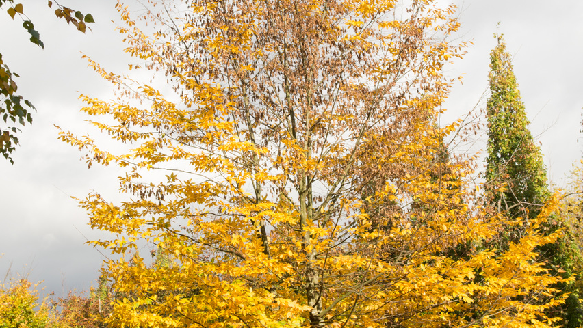 Carpinus betulus meerstammig