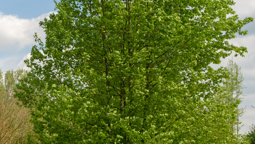 Carpinus betulus meerstammig