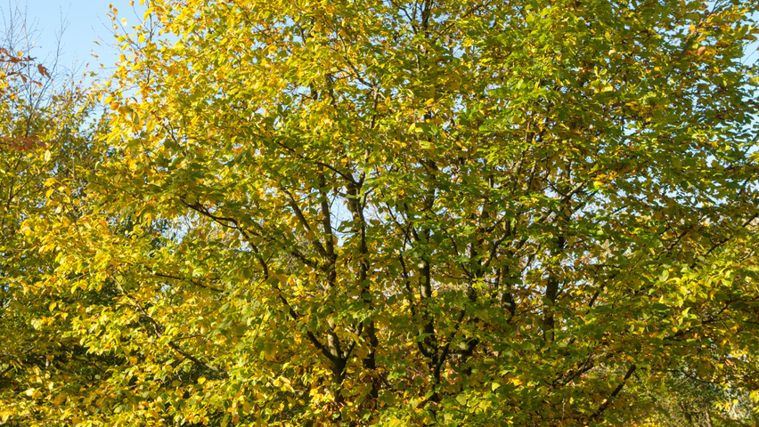 Carpinus betulus meerstammig parasol