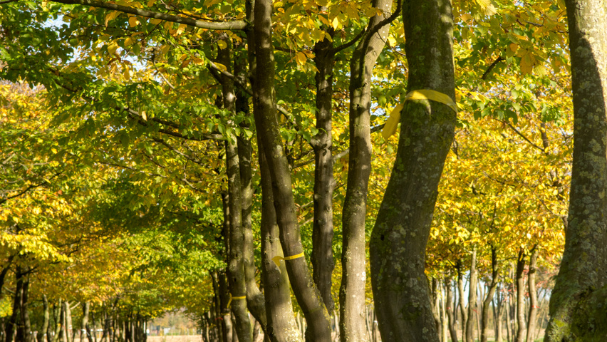 Carpinus betulus meerstammig parasol