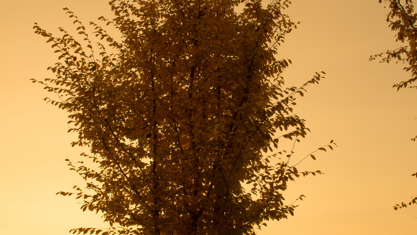 Carpinus betulus meerstammig parasol