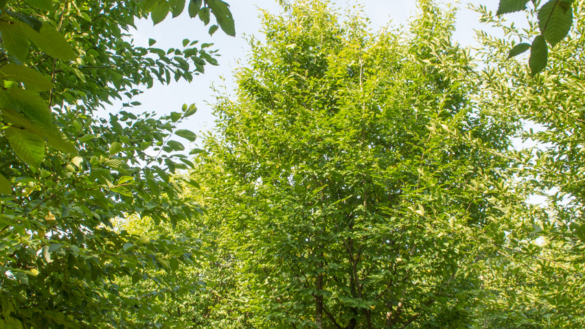 Carpinus betulus meerstammig parasol