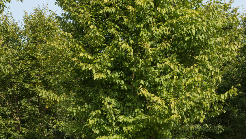 Carpinus betulus meerstammig parasol