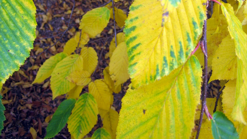Carpinus betulus 'Pendula' feuilles automnale