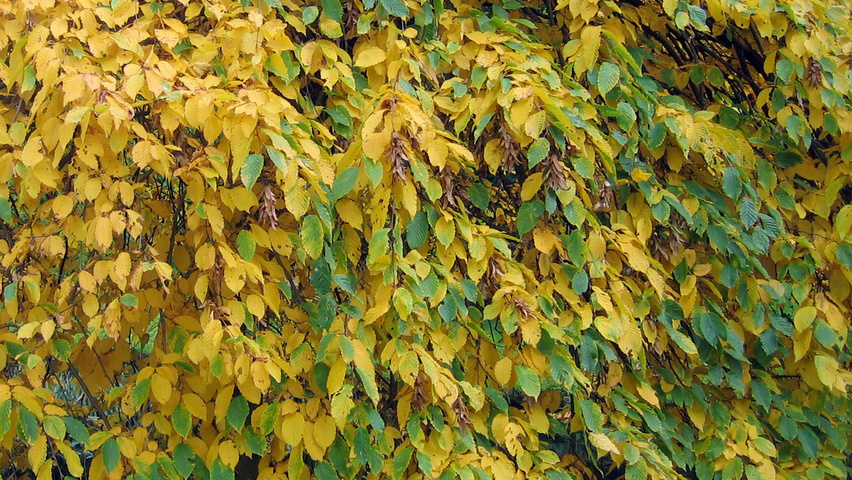 Carpinus betulus 'Pendula' feuilles automnale