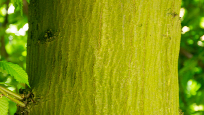 Carpinus betulus 'Pendula' tronc