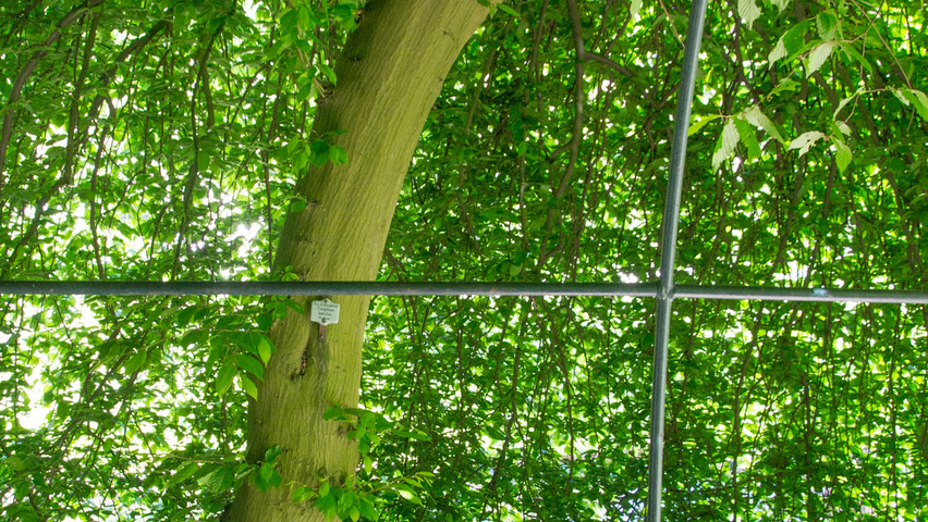 Carpinus betulus 'Pendula' tronc