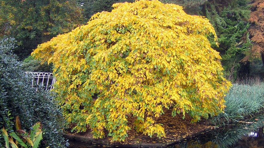Carpinus betulus 'Pendula' caractéristiques
