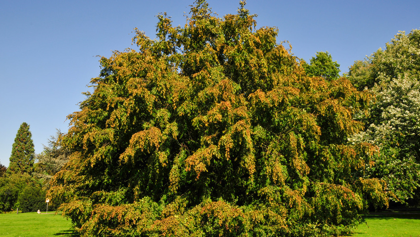 Carpinus betulus 'Pendula' caractéristiques