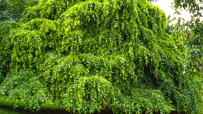 Carpinus betulus 'Pendula' caractéristiques