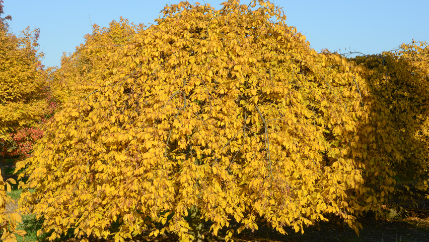 Carpinus betulus 'Pendula' caractéristiques