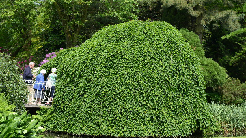 Carpinus betulus 'Pendula' caractéristiques
