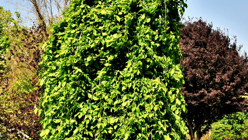 Carpinus betulus 'Pendula' caractéristiques