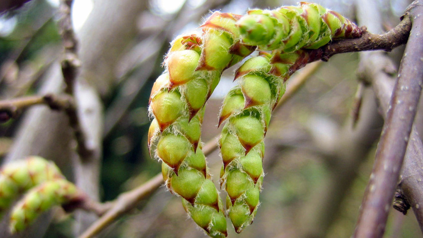 Carpinus betulus 'Pendula' fleurs