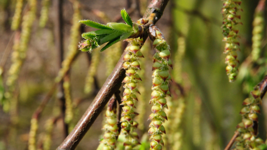 Carpinus betulus 'Pendula' fleurs