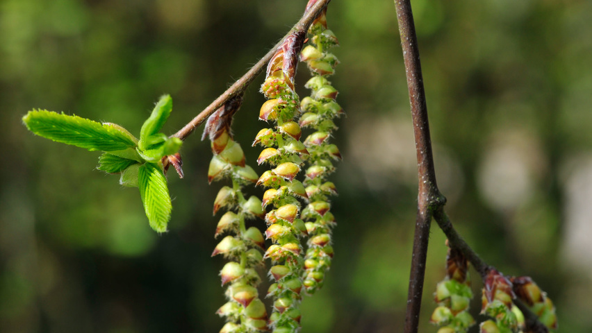 Carpinus betulus 'Pendula' fleurs