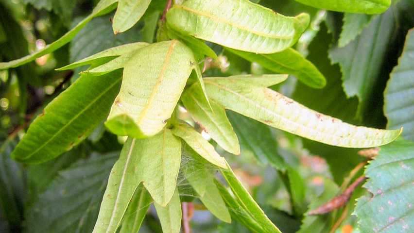 Carpinus betulus 'Pendula' fruits