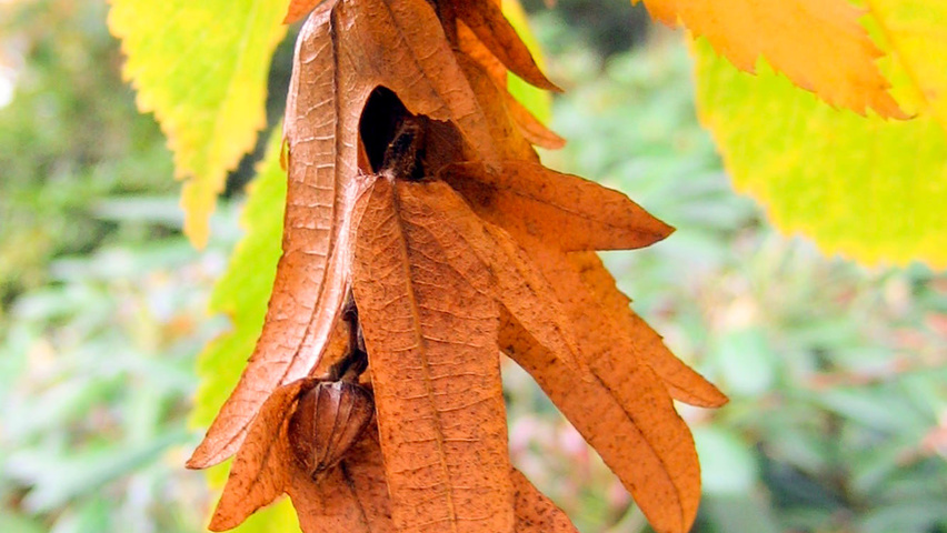 Carpinus betulus 'Pendula' fruits