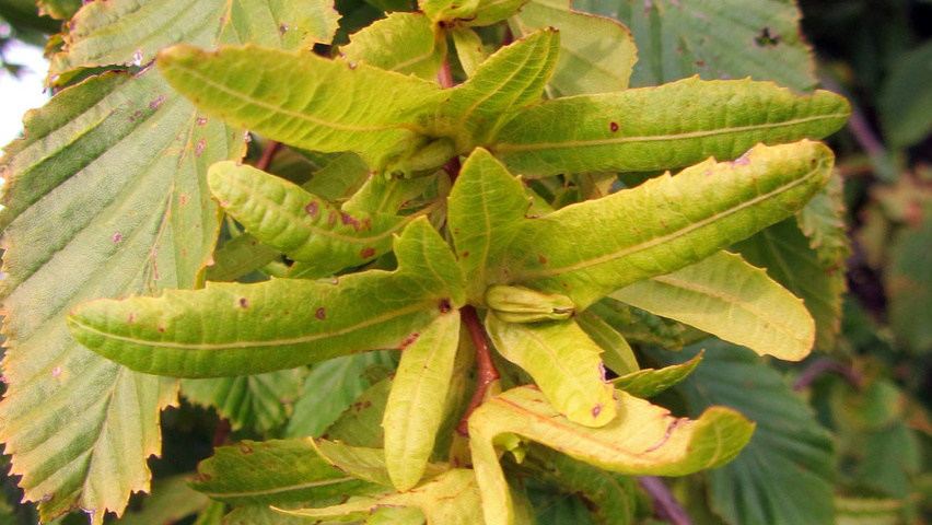 Carpinus betulus 'Pendula' fruits