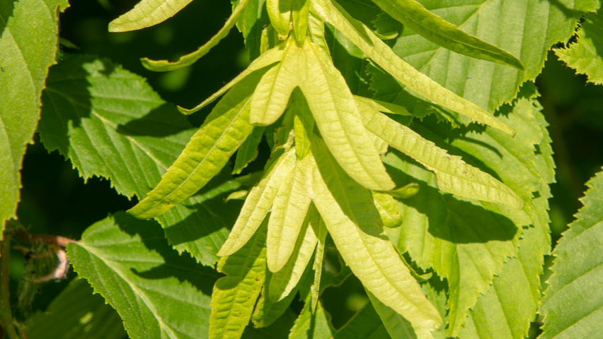 Carpinus betulus 'Pendula' fruits