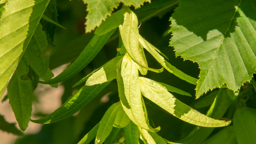 Carpinus betulus 'Pendula' fruits
