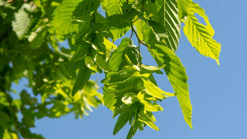 Carpinus betulus 'Pendula' fruits