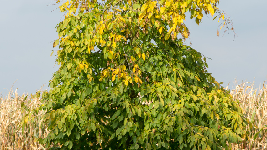 Carpinus betulus 'Pendula' demi-tige