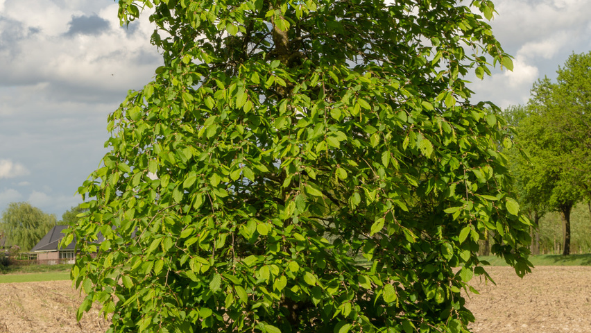 Carpinus betulus 'Pendula' demi-tige