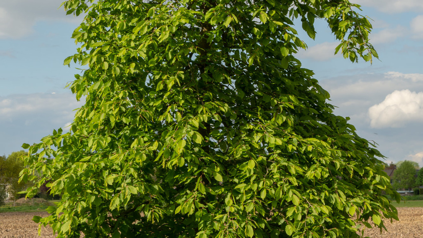 Carpinus betulus 'Pendula' demi-tige