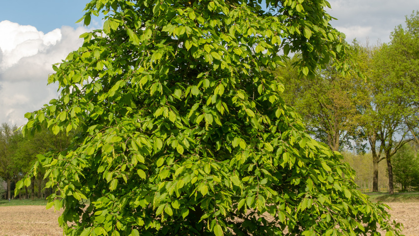 Carpinus betulus 'Pendula' demi-tige
