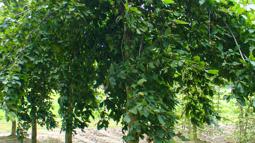 Carpinus betulus 'Pendula' haute tige