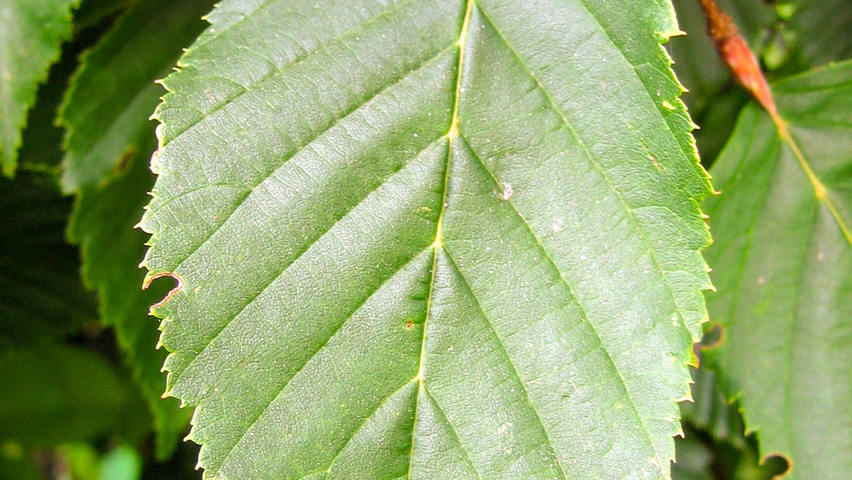 Carpinus betulus 'Pendula' Feuilles