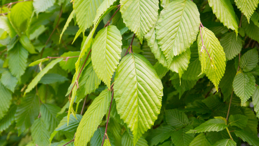 Carpinus betulus 'Pendula' Feuilles