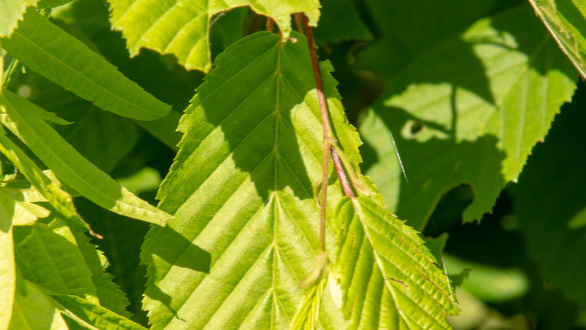Carpinus betulus 'Pendula' Feuilles