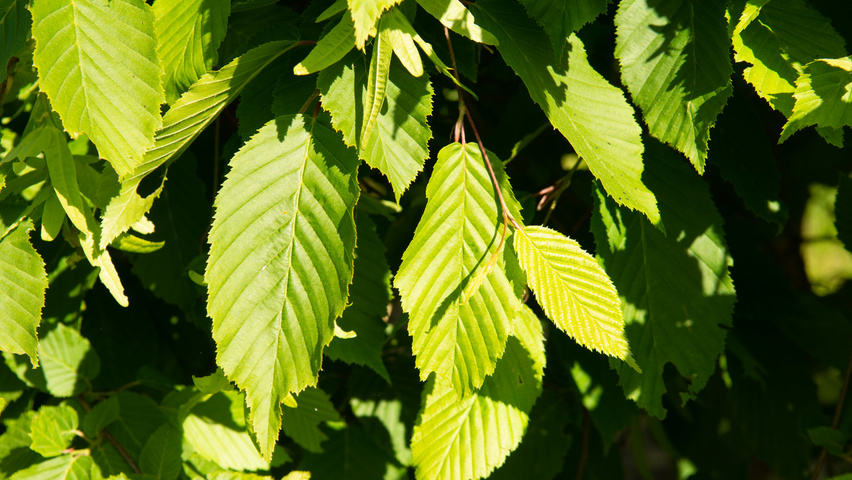 Carpinus betulus 'Pendula' Feuilles