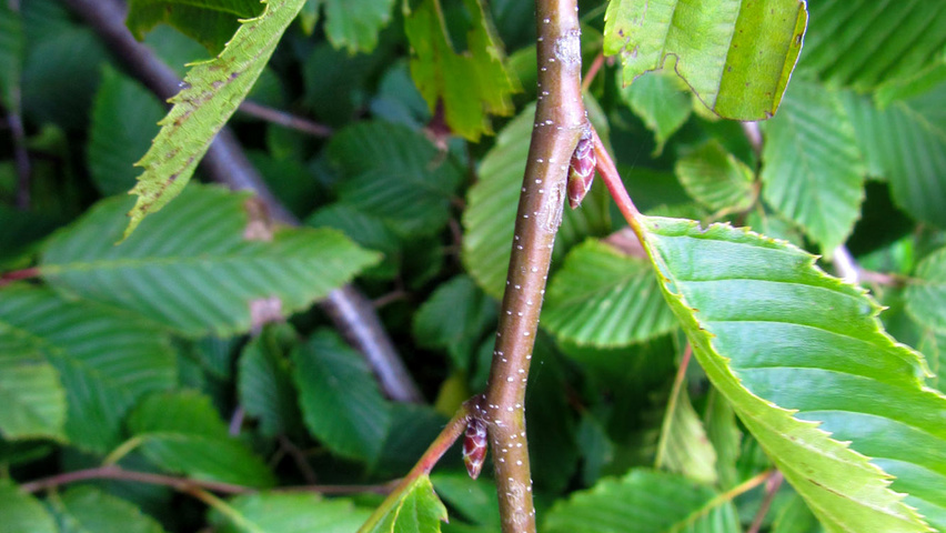Carpinus betulus 'Pendula' rameaux