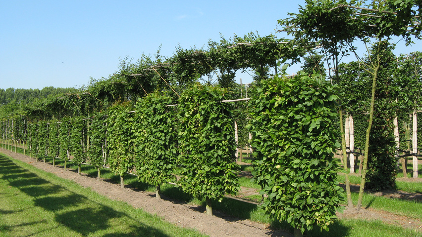 Carpinus betulus leischerm