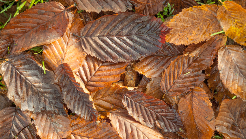 Carpinus betulus 'Purpurea' liście jesienią