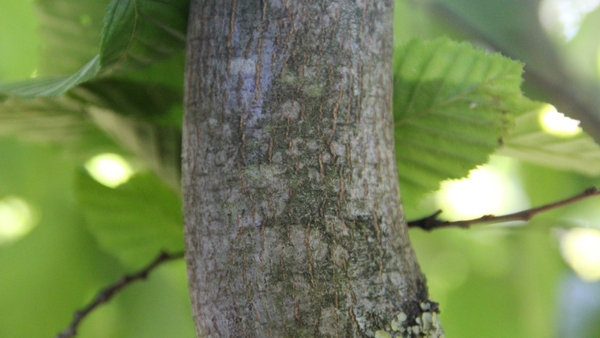 Carpinus betulus 'Purpurea' kora