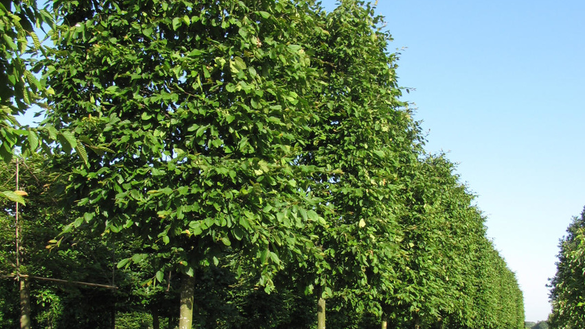 Carpinus betulus 'Purpurea' blok
