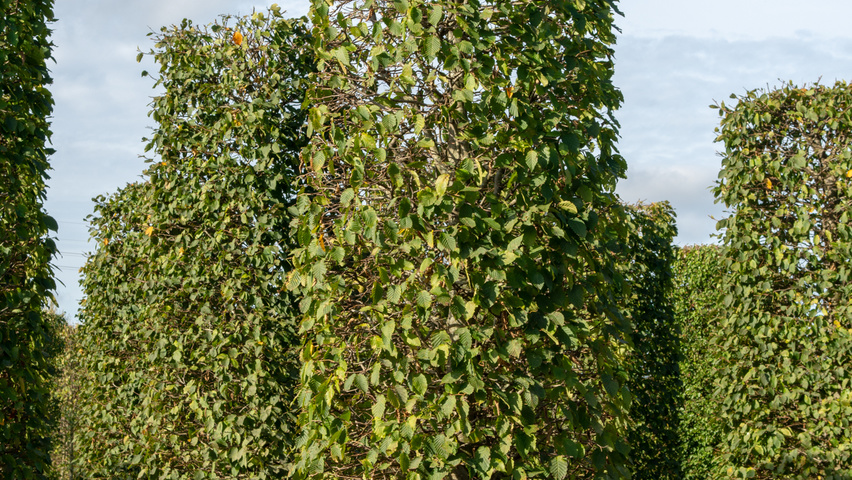 Carpinus betulus 'Purpurea' kolumna