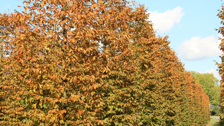 Carpinus betulus 'Purpurea' kolumna
