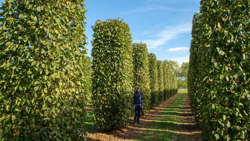 Carpinus betulus 'Purpurea' kolumna