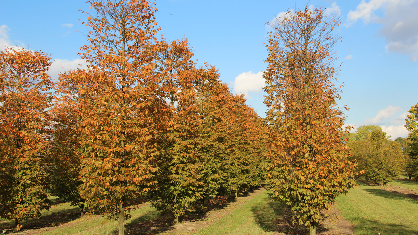 Carpinus betulus 'Purpurea' kolumna